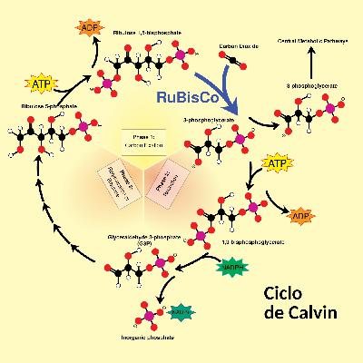La Brújula de la Ciencia s14e18: Las tres piezas de la fotosíntesis, un vestigio de los primeros pasos de la vida