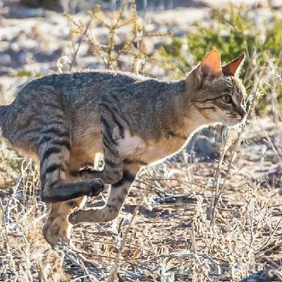 Aparici en Órbita s08e16: La domesticación de los gatos Aparici en Órbita s08e16: La domesticación de los gatos