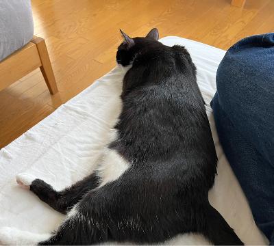 #1353 偏頭痛には猫が効く from Radiotalk