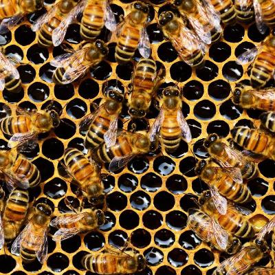 Episode 5; Bees Episode 5; Bees