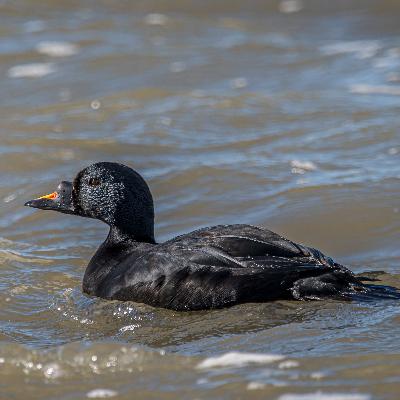 Trauerente Trauerente