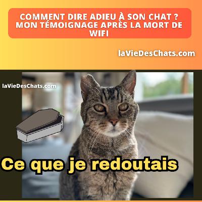 COMMENT DIRE ADIEU À SON CHAT : MON TEMOIGNAGE APRÈS LA MORT DE WIFI