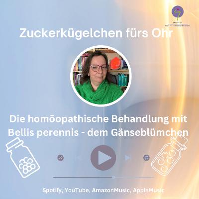Die homöopathische Behandlung mit dem Gänseblümchen Die homöopathische Behandlung mit dem Gänseblümchen