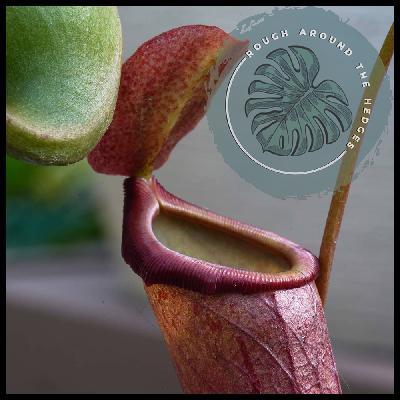 EP96-Shaming Our Plants