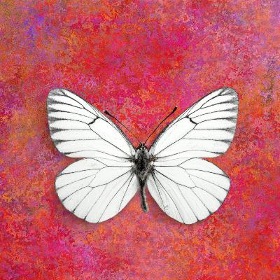 Claudia Núñez_Complejidad y Balance Claudia Núñez_Complejidad y Balance