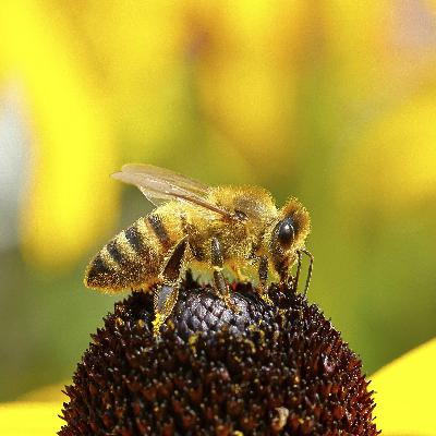 Baumwart Fritz Höfler - "Ich wünsche mir mehr Aufmerksamkeit für Bienen"