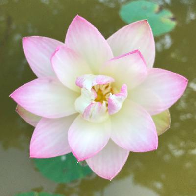 Allgemeines Wohlbefinden und Aufmerksamkeit