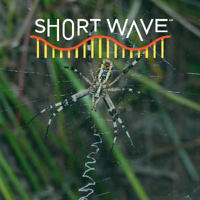 This Week In Science: Spiders, TV Pixels And Storytelling This Week In Science: Spiders, TV Pixels And Storytelling