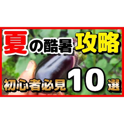 夏の酷暑を乗り切れ！家庭菜園初心者8月攻略10選