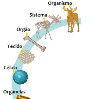 Níveis de organização