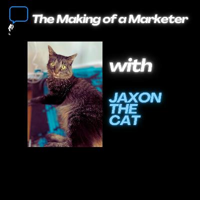 The Making of a Marketer - Cats, Marketing, and Friday Spitballing The Making of a Marketer - Cats, Marketing, and Friday Spitballing
