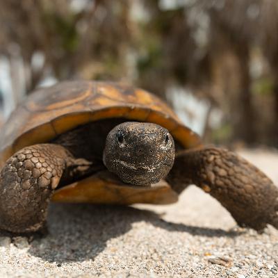 Eckerd College interns assess gopher tortoise population on Egmont Key