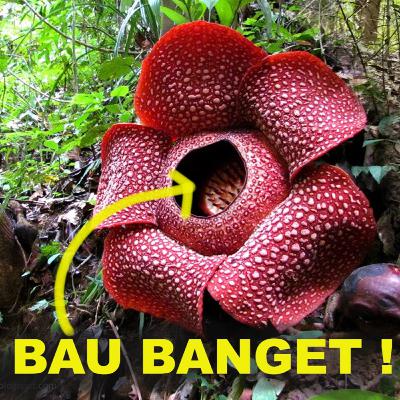 [Ep20] KENAPA Bunga TERBESAR di Dunia BAU BANGKAI ???