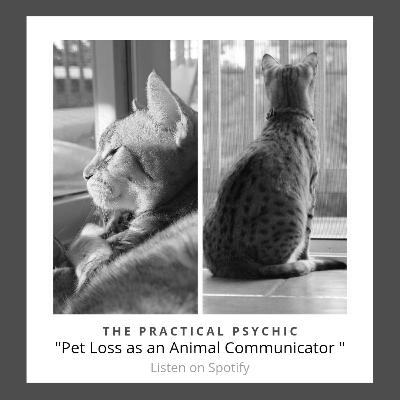 Pet Loss & Grief as an Animal Communicator - A Tribute to Sarabi
