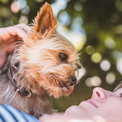 10 min podcast:  the risks of taking photos of pets and people together
