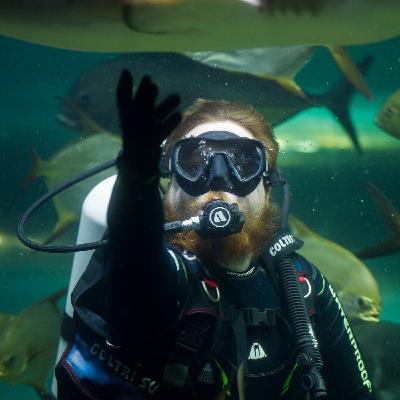 Дайвинг на Кубани: затонувшие корабли, амфоры и дельфины Дайвинг на Кубани: затонувшие корабли, амфоры и дельфины