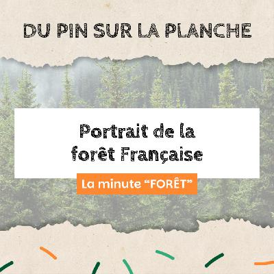 Portrait de la forêt française - Minute Forêt Portrait de la forêt française - Minute Forêt