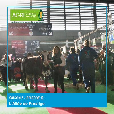 L'allée de prestige