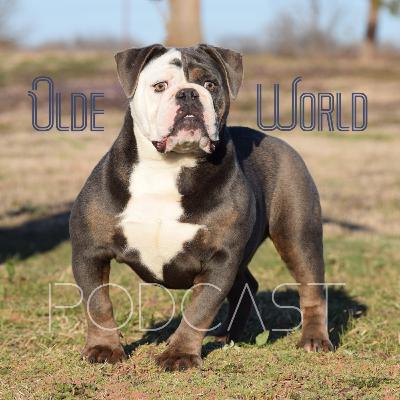 #1 My ideal Olde English Bulldogge
