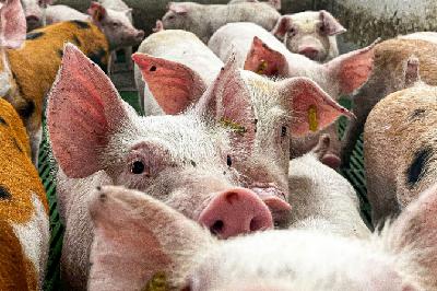 Ganaderos, veterinarios y cazadores reclaman coordinación para contener la peste porcina