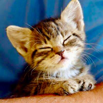 Prevención de problemas de conducta en el gato joven Prevención de problemas de conducta en el gato joven