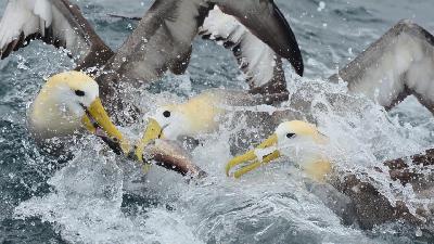 Aves Piscívoras – Marinas