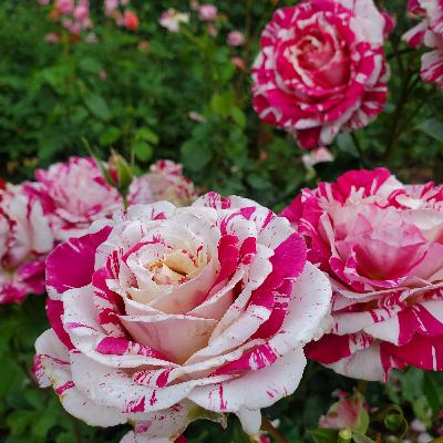 Ep.172 [Cantonese Talk]: My Wonderful Portland Trip!