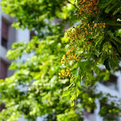 EP.11 《百褶裙的花季》#11 《印度紫檀》楔子 EP.11 《百褶裙的花季》#11 《印度紫檀》楔子