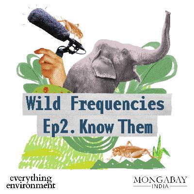 Wild Frequencies #2: Know Them Wild Frequencies #2: Know Them