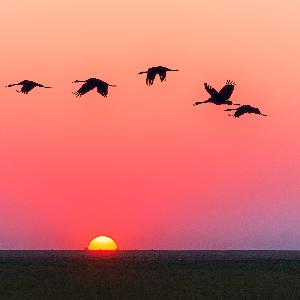 Birds Birds