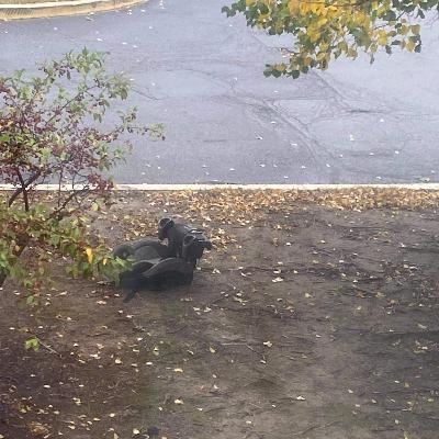 Advances in Lung Cancer Treatment with Immunotherapy: The Nursing Perspective