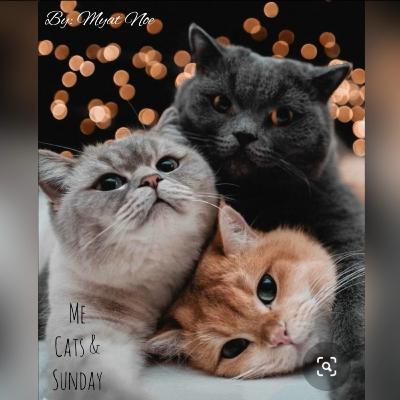 Me, Cats, and Sunday