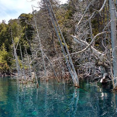 El Bosque sumergido de Villa Traful