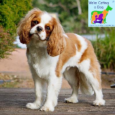 Dylan Wants a Cavalier King Charles Spaniel Dylan Wants a Cavalier King Charles Spaniel