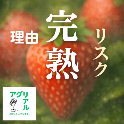 第55回 完熟で収穫する理由とリスク