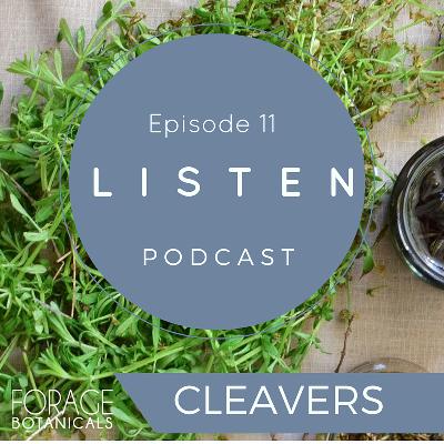 E11 Cleavers.mp3
