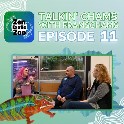 Kasey Talks Critters Ep 11 | Talkin' Chameleons with FramsChams and Kasey of Zen Habitats