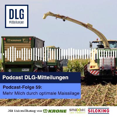 Mehr Milch durch optimale Maissilage