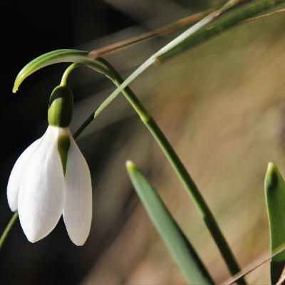 Dúo de respiración Dúo de respiración