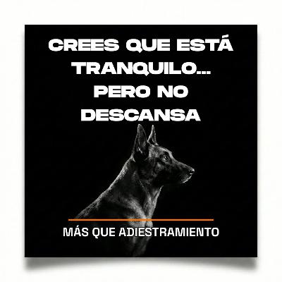 4.9 Tu Cachorro no descansa: por eso luego todo se descontrola