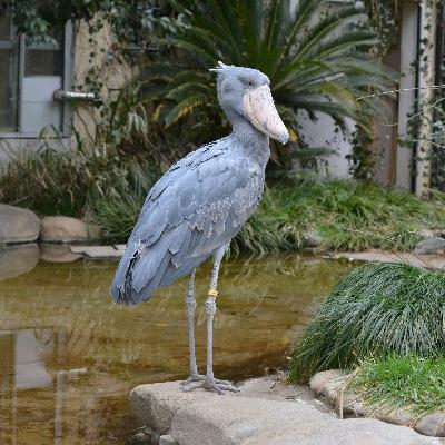 ビズスタ　THE REAL WELLNESS #217【東京動物園協会主催「 冬の周遊キャンペーン　都立動物園・水族園　謎めぐり」】
