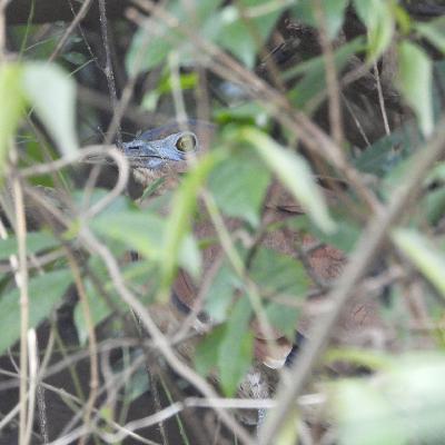 16 盈江｜原来这就是鸟的感受