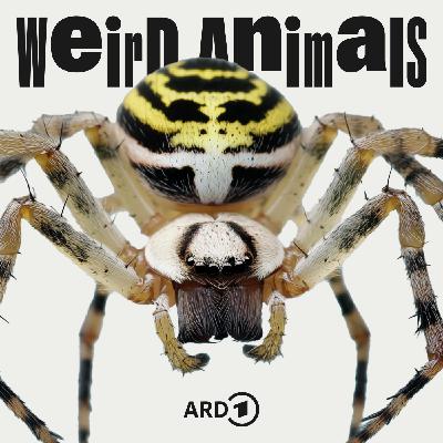 Wespenspinne - Fliegender Albtraum?