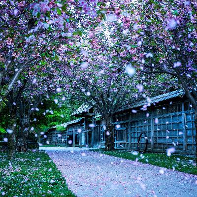 yoyo诗文 相思 王维