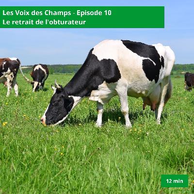 Les voix des champs - épisode 10 : le retrait de l'obturateur