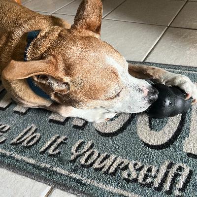 Which Toy Will Win Your Pup's Heart: Kong, Buster Cube, or Pupsicle?