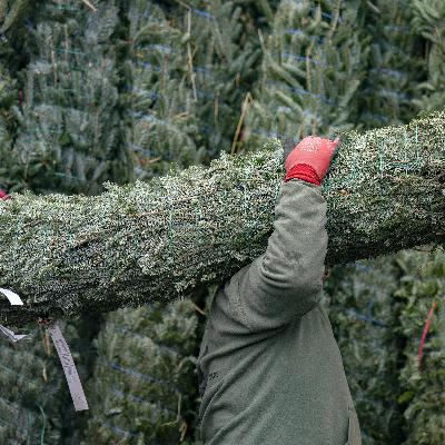 The life of a Christmas tree seller The life of a Christmas tree seller