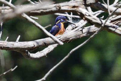 Sharing a Birding Date with Friends – The Azure Kingfisher