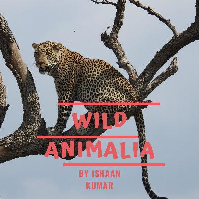 Wild Animalia - The Trailer