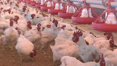 Chicken Council Comments on “Ultra-Processed Foods”